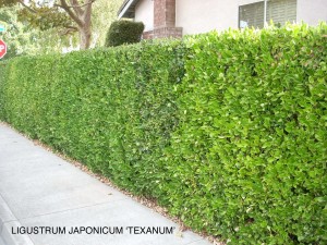 Ligustrum japonicum 'Texanum'